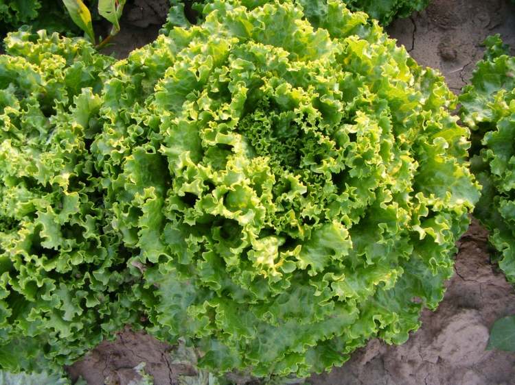 salat-anbauen-bataviasalat-grün-pflegetipps-gartenarbeit-sommer