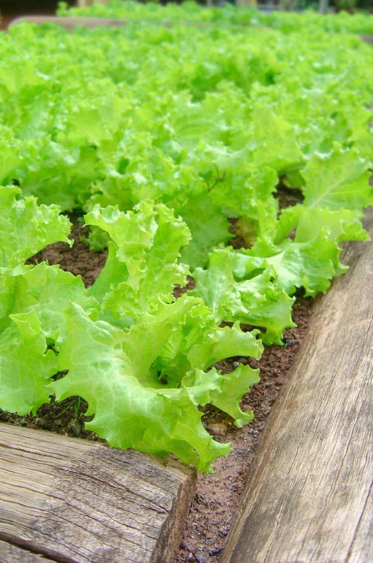 salat anbauen beet-hochbeet-gesund-holz