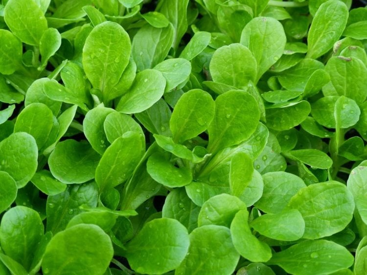 salat-anbauen-feldsalat-baldriangewächs-frisch-ernähren-bio-gemüse