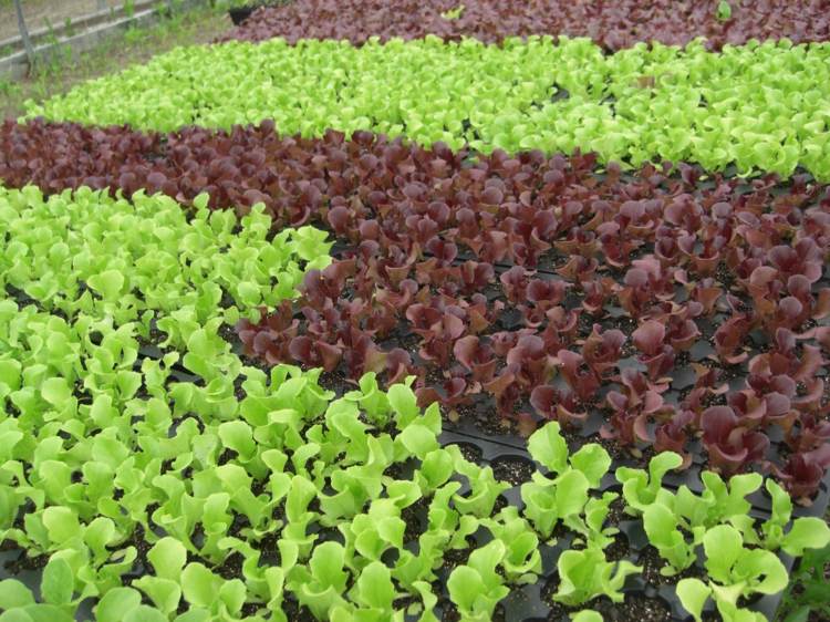 salat-anbauen-feldsalat-grün-rot-lecker-kleine-pflanzen