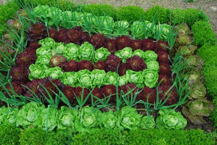 salat anbauen gartentipps-beet-gemüse-gestalten