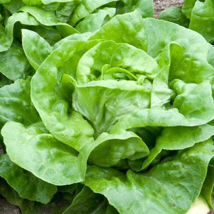 Salat anbauen im Garten Tipps zur Pflege &amp; beliebte