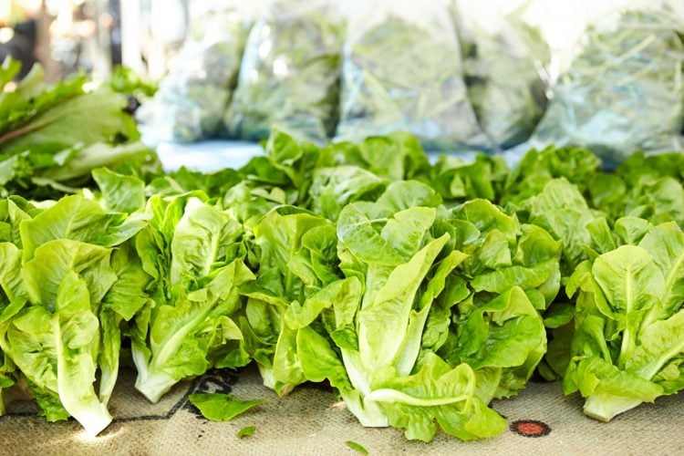 salat-anbauen-kopfsalat-pflanzen-frühjahr-aussaat-schnell