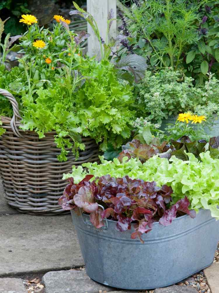 salat anbauen kübel-blumenkasten-sorten-ernährund-garten-gesund