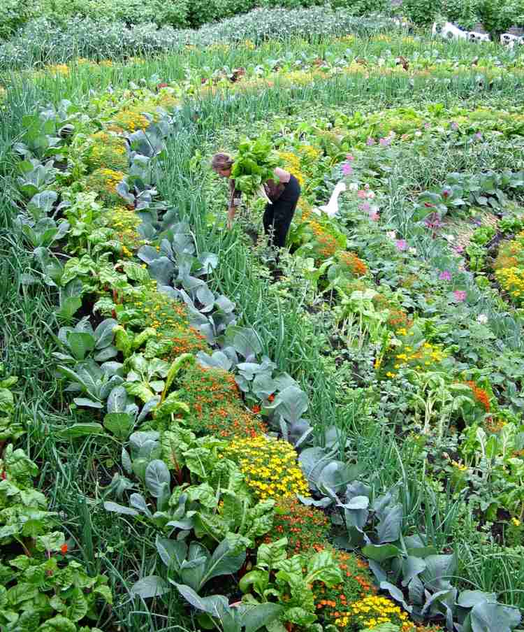 salat anbauen pflanzen-blumen-gewürze-tipps-kräutergarten-gemüsegarten
