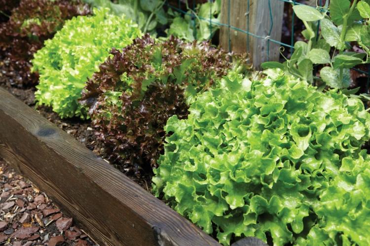 salat-anbauen-pflücksalat-rot-blätter-grün-hochbeet-schädlinge