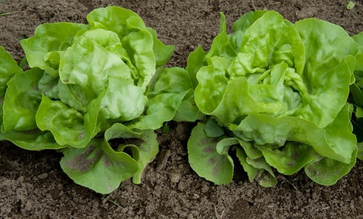 salat-anbauen-schnittsalat-gesund-anfänger-gartentipps-gemüse-pflanzen