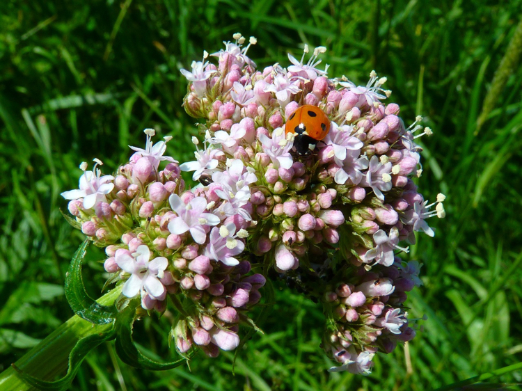 schlafstörungen-ursachen-gesunder-schlaf-valerian-kräuter-natur-heilmittel
