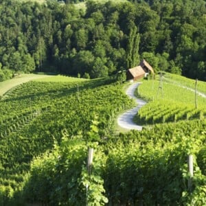 valentinstag-bräuche-slovenien-natur-lanschaft-grün-frühling-herzform-felder-weinberg-häuser-weg