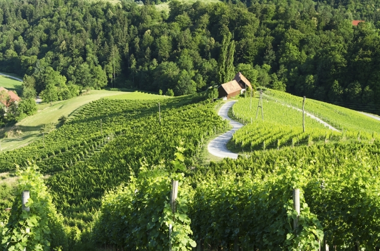 valentinstag-bräuche-slovenien-natur-lanschaft-grün-frühling-herzform-felder-weinberg-häuser-weg