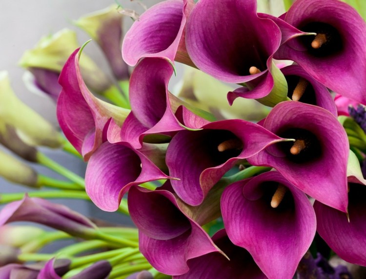 blumendeko für hochzeit lila-tblüten-trichterförmig-hochzeitsblume-blumenstrauß-callas-tischdeko