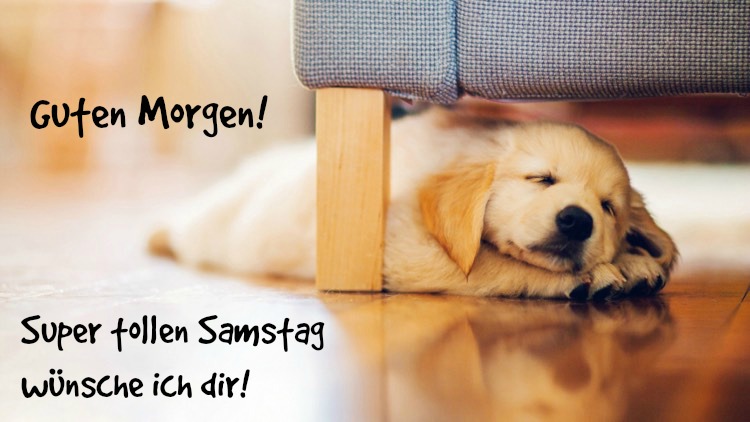 guten-morgen-bilder-kostenlos-samstag-hund-ausschlafen