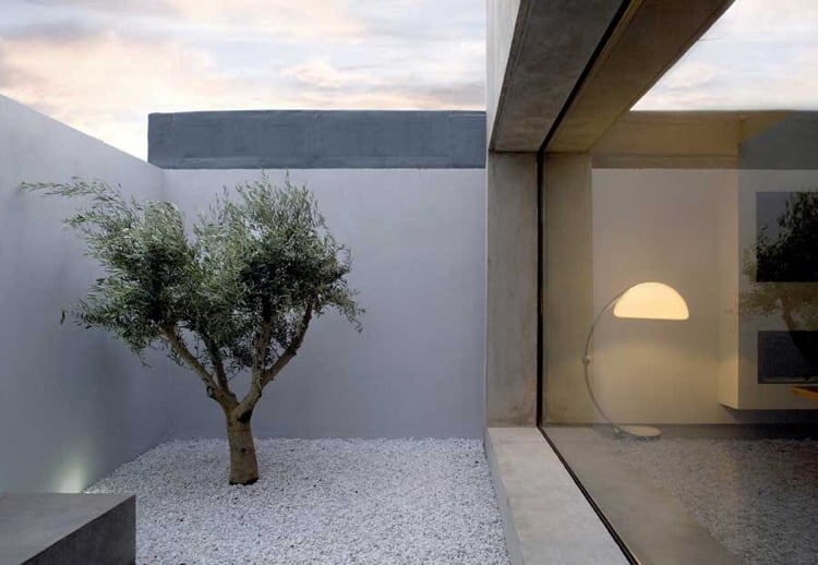 minimalistischer-garten-weiss-kieselsteine-olivenbaum-innengarten-panoramaglas