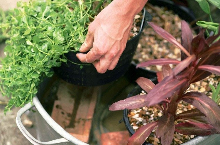 zinkwanne-bepflanzen-wasserpflanzen-miniteich-ideen