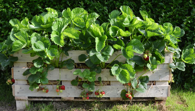 hochbeet-paletten-bauen-erdbeeren-anleitung