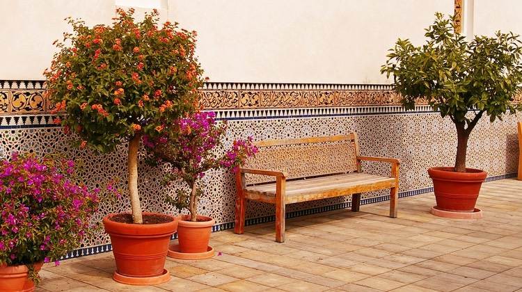 Pflanzkübel auf der Terrasse mediterran-terrakotta-sichtschutz-bäume-topf
