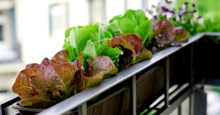 balkon-garten-balkonkasten-salate-frisch-schattig