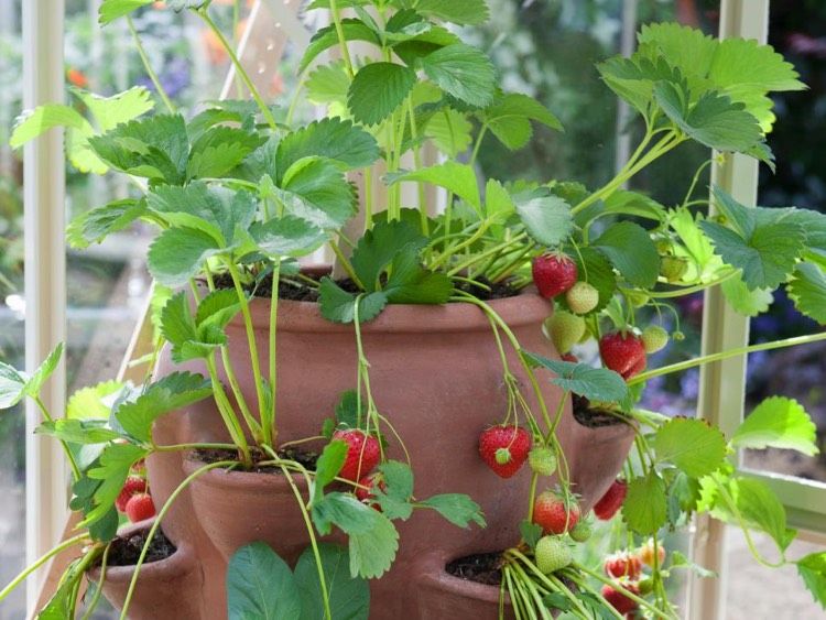 balkon-garten-erdbeeren-ton-pflanzgeföß