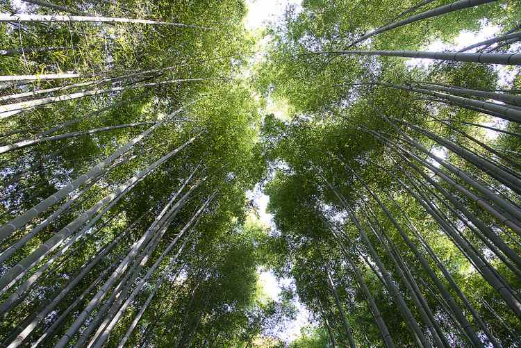 bambus-fussboden-holzboden-wald-tropisch-pflanzen-zucht