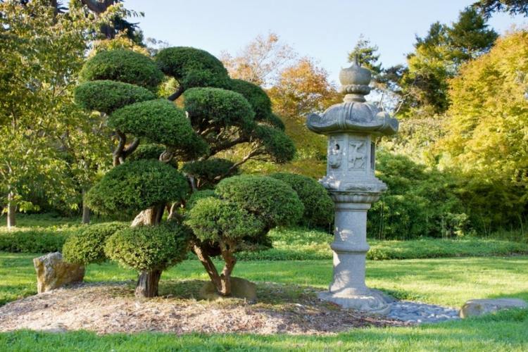 buchsbaum-formschnitt-bonsai-zypresse-konifere-japanischer-garten-highlight