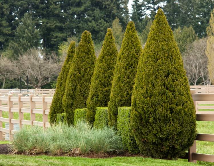 buchsbaum-formschnitt-kegel-immergrüne-pflanzen-hecken-gräser
