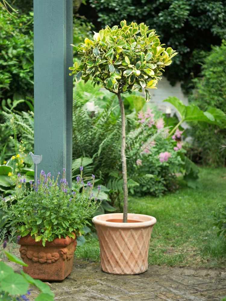 buchsbaum-formschnitt-mini-baum-grüne-blätter-topfpflanze-terrasse-dekorieren-garten