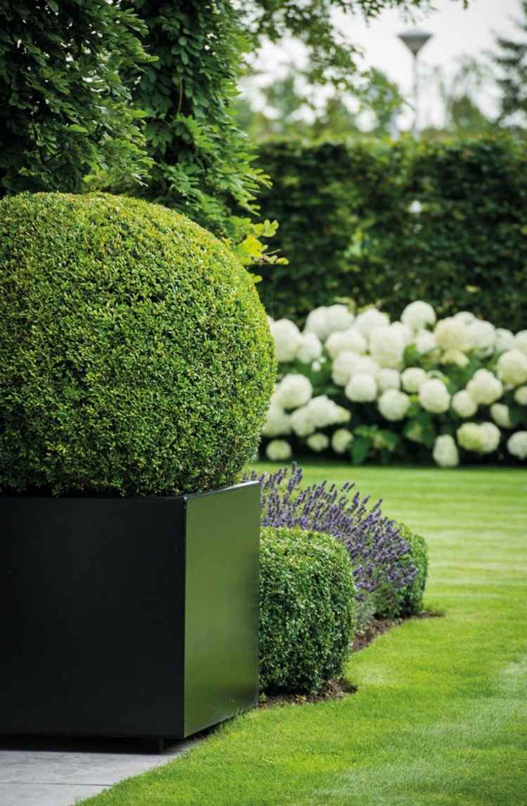 buchsbaum formschnitt minimalistische-deko-schwarzer-pflanzkübel-runder-schnitt