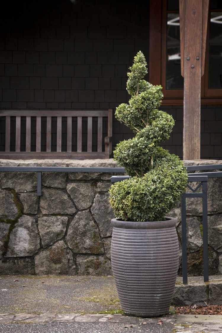 buchsbaum-formschnitt-spiralform-kübelpflanze-gestaltung-künstlerisch