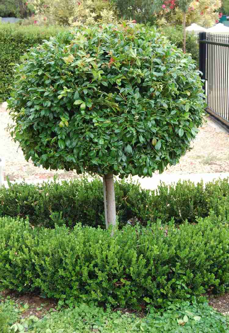buchsbaum-formschnitt-zierbaum-klein-rund-niedrige-hecke-vorgarten