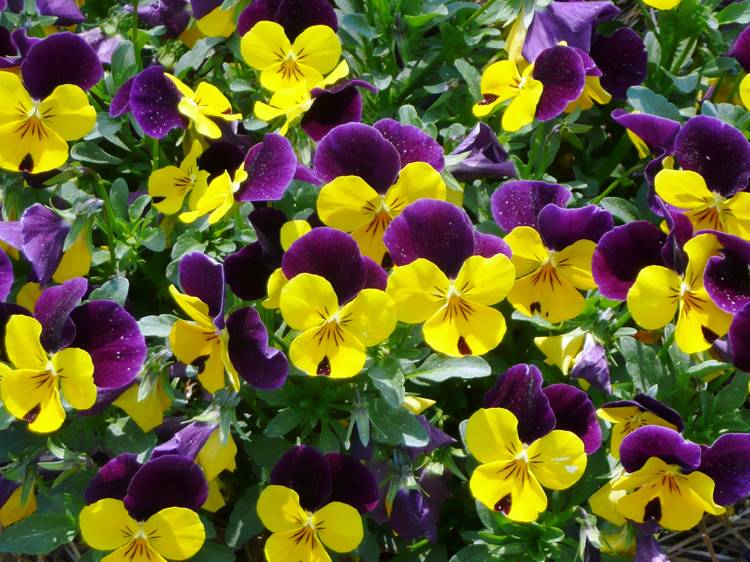Garten-Stiefmütterchen -ratgeber-sorten-mehrfarbig-gelb-lila