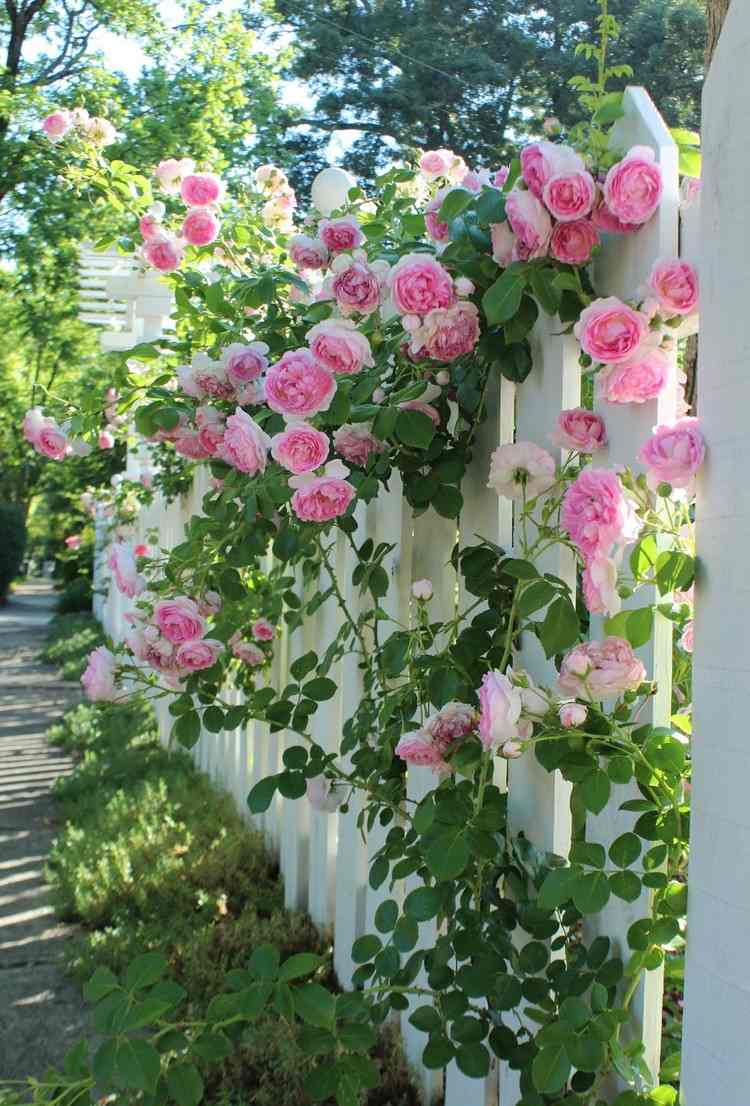 gartengestaltung-rosen-kletterrosen-zaun