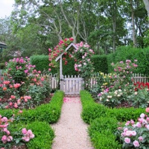 gartengestaltung-rosen-rosenbeete-buchs