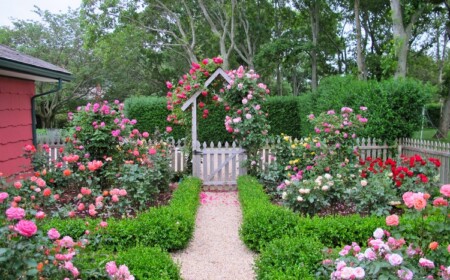 gartengestaltung-rosen-rosenbeete-buchs