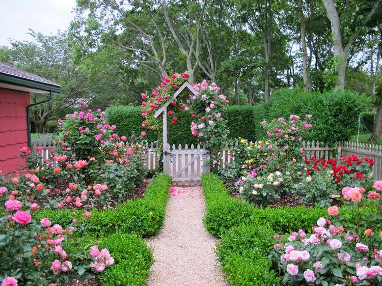 Gartengestaltung mit Rosen rosenbeete-buchs