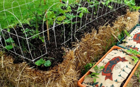 gärtnern auf strohballen blumenerde-pflanzen-beeteinfassung-stroh