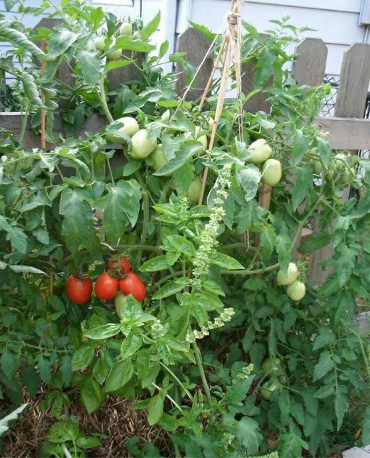 gärtnern-strohballen-tomaten-einfach-kultivieren-ernten
