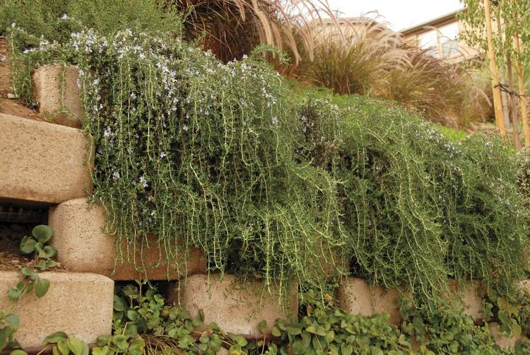 trockenmauer-bepflanzen-Rosmarinus-officinales-Huntington-Carpet