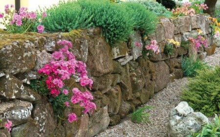 trockenmauer-bepflanzen-bitterwurz-sonne-halbschatten