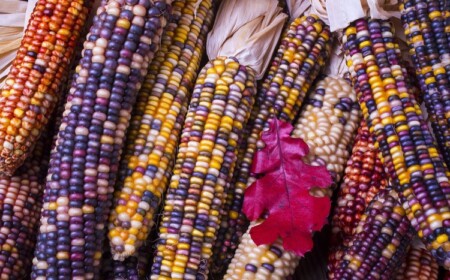 basteln-maiskolben-buntes-mais