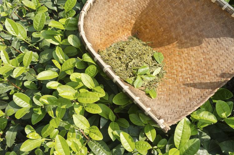 Grüner Tee zum Abnehmen -natürlich-gesund-produkt