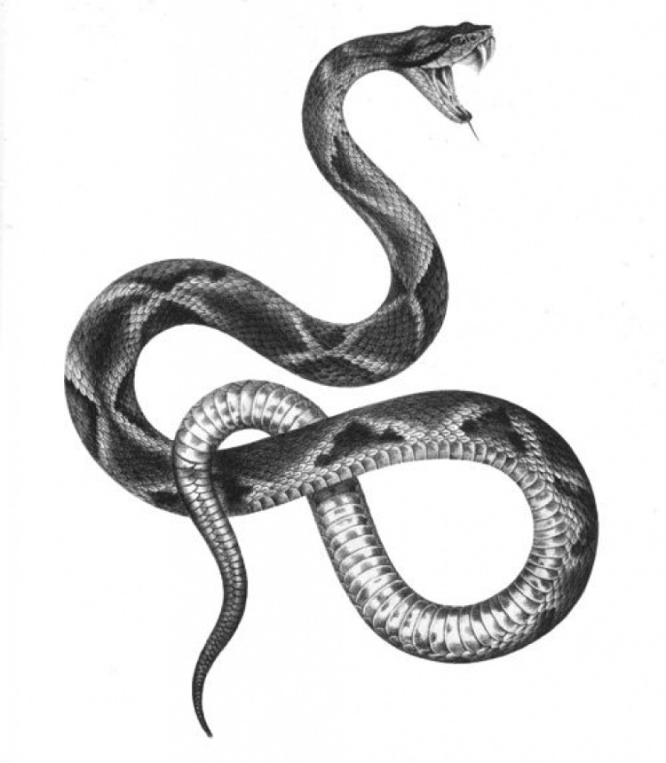 tattoo-vorlagen-tiere-schlange