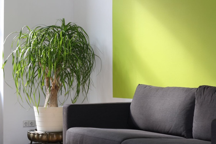 wohnzimmer-wandfarbe-grün-weiss-zimmerpflanze-graues-sofa
