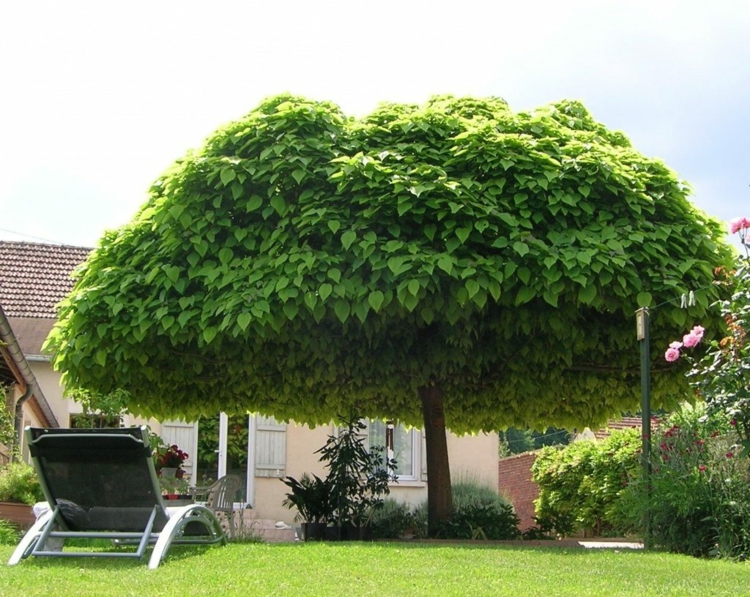 Bäume für den Garten Tipps &amp; Ideen für große und kleine