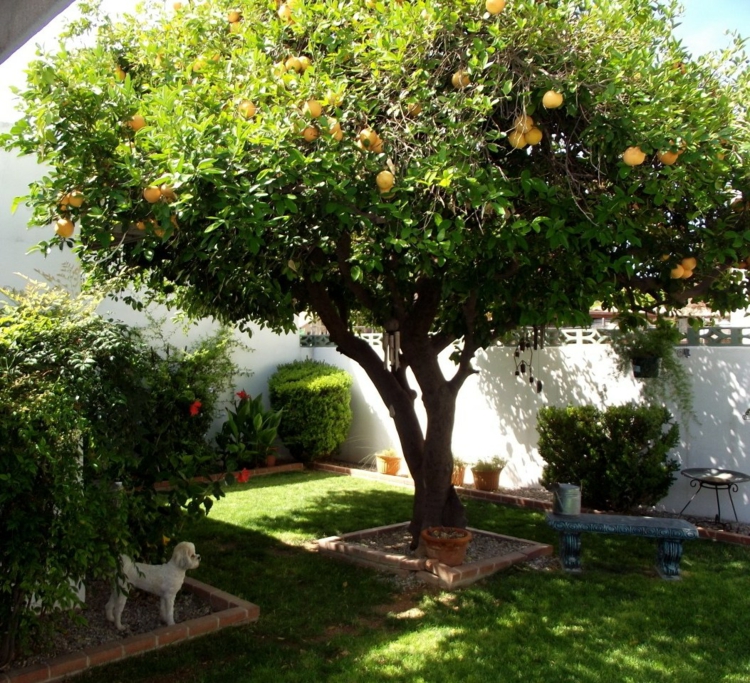 Außergewöhnliche Obstbaum Kleiner Garten NY05