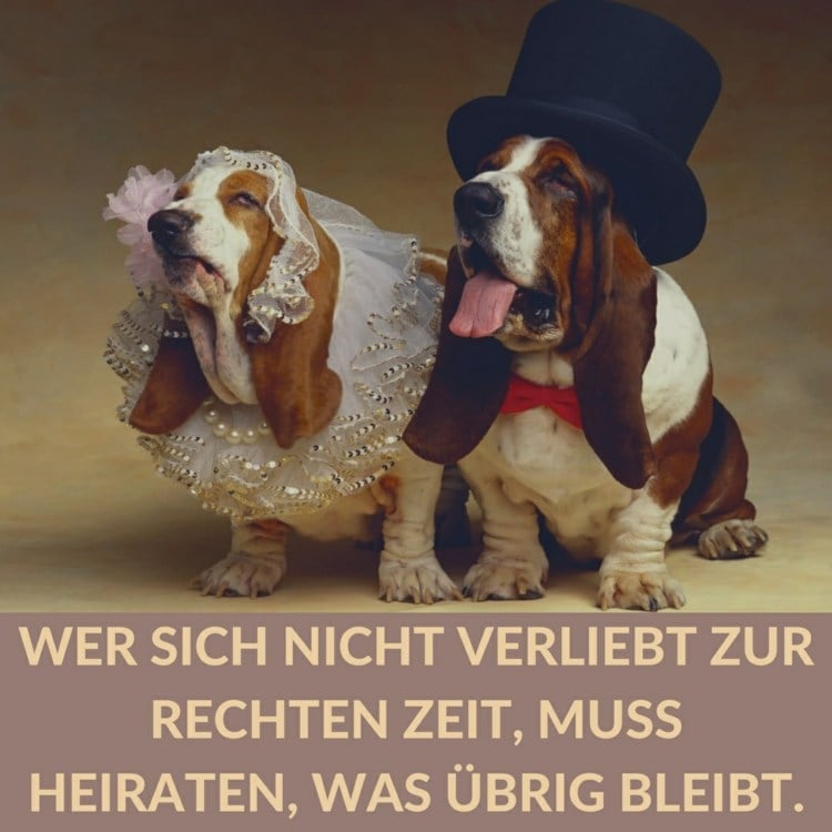 lustige-sprüche-ironie-heiraten-späte-hochzeit-hunde-beagle