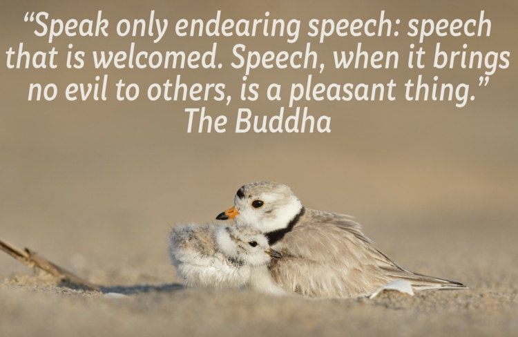 Buddha Zitate Weisheiten Spruche Fur Verschiedene Lebenssituationen