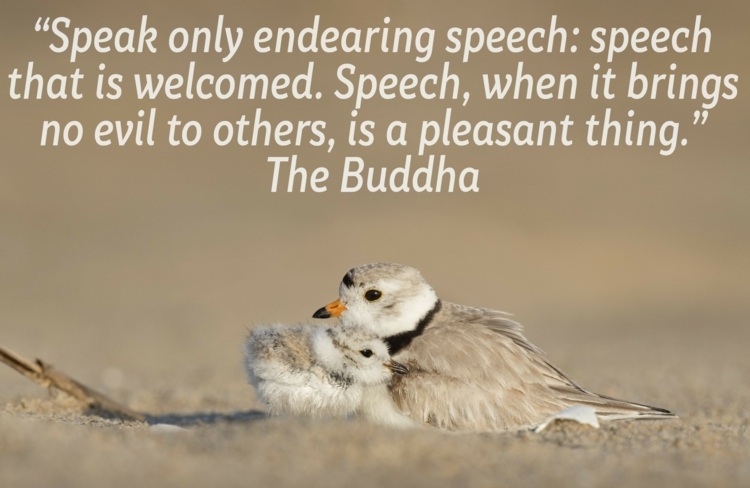 buddha-zitate-sprechen-gutes-freude-glück-vögel-beige