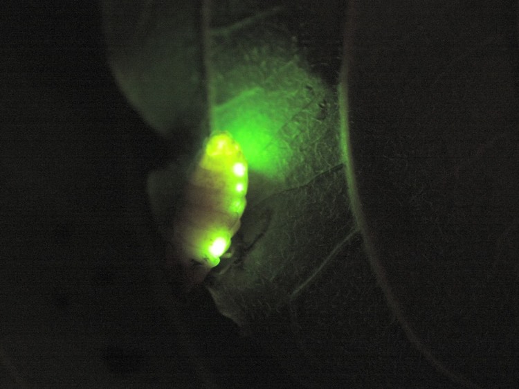 glühwümchen-Lichtenergie- Biolumineszenz