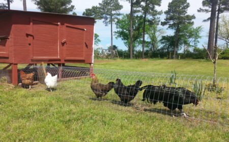 hühner-garten-tunnel-volierendraht-hühnerstall