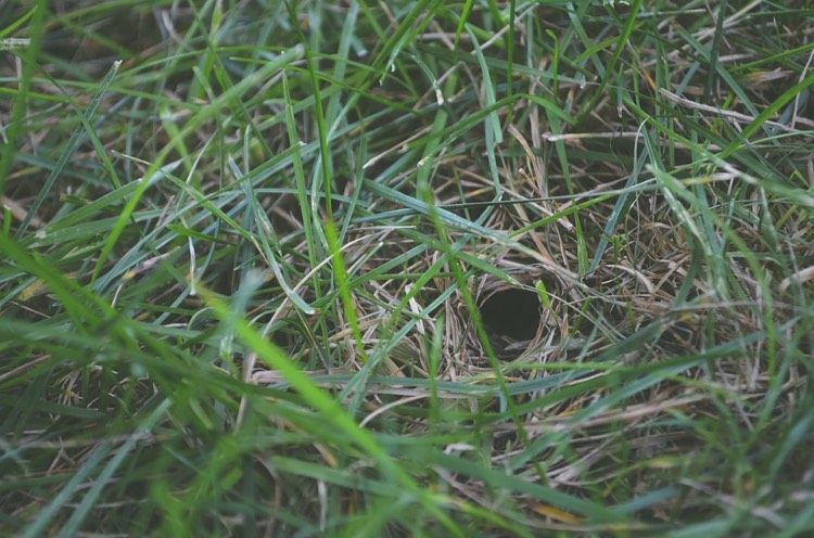 Löcher im Rasen ohne-erdhügel-5cm-rund